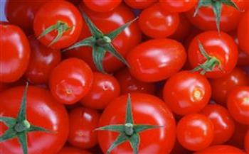 شعبة الخضار تكشف موعد تراجع أسعار الطماطم