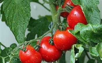 «شعبة الخضار» تكشف موعد تراجع أسعار الطماطم.. وتؤكد: «الصوب الزراعية» حدت من الارتفاع الجنوني