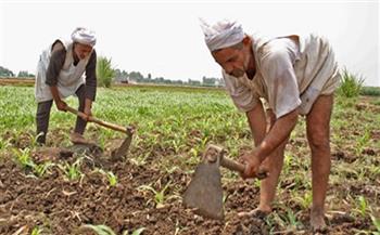 «أستاذ اقتصاد» يوضح أهمية تطبيق قانون الزراعات التعاقدية للمزارعين