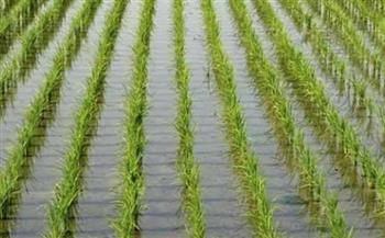 «الزراعة»: التعامل بحسم مع المخالفين لمساحات الأرز موسم 2021