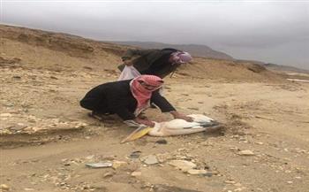 بدو سيناء يطالبون بدورات لإنقاذ الطيور المهاجرة المصابة أثناء رحلتها