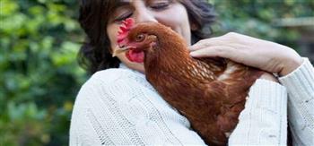 السلطات الصحية الاميركية توصي المواطنين بالتوقف عن تقبيل الدجاج