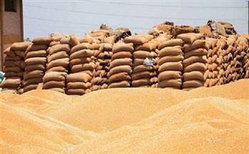 عدسة «دار الهلال» ترصد عمليات توريد القمح في المنيا