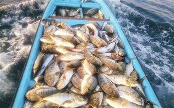 31% نسبة ارتفاع كمية الأسماك المنزلة في سلطنة عُمان