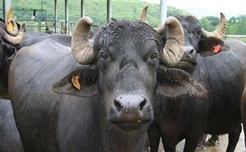 أسعار الماشية الحية اليوم الإثنين قبل عيد الأضحى 31-5-2021