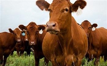 استقرار سعر كيلو اللحم البقري قائم اليوم 15-6-2021