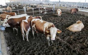 الزراعة توافق على استيراد 166 ألف رأس ماشية بمناسبة عيد الأضحى