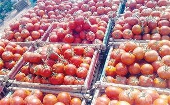 حقيقة مقطع التخلص من الطماطم لرخصها.. «الزراعة»: إعدامها بسبب تلف المحصول 