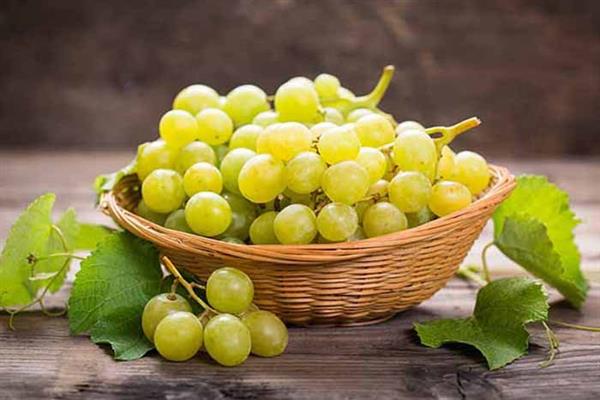 العنب الأخضر فوائد فوائد العنب