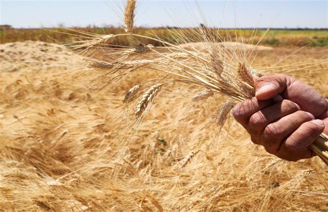 "الزراعة" تواصل متابعة حصاد وتوريد القمح ومنظومة الأسمدة بمحافظات الصعيد